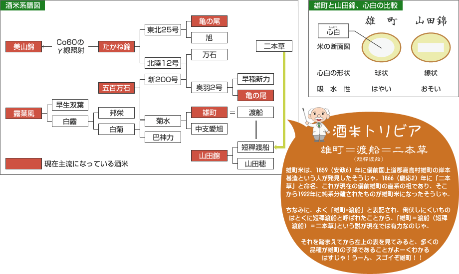 酒米系譜図、雄町と山田錦の心白の比較、酒米トリビア